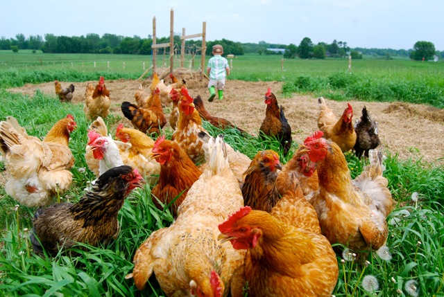 pasture raised organic eggs